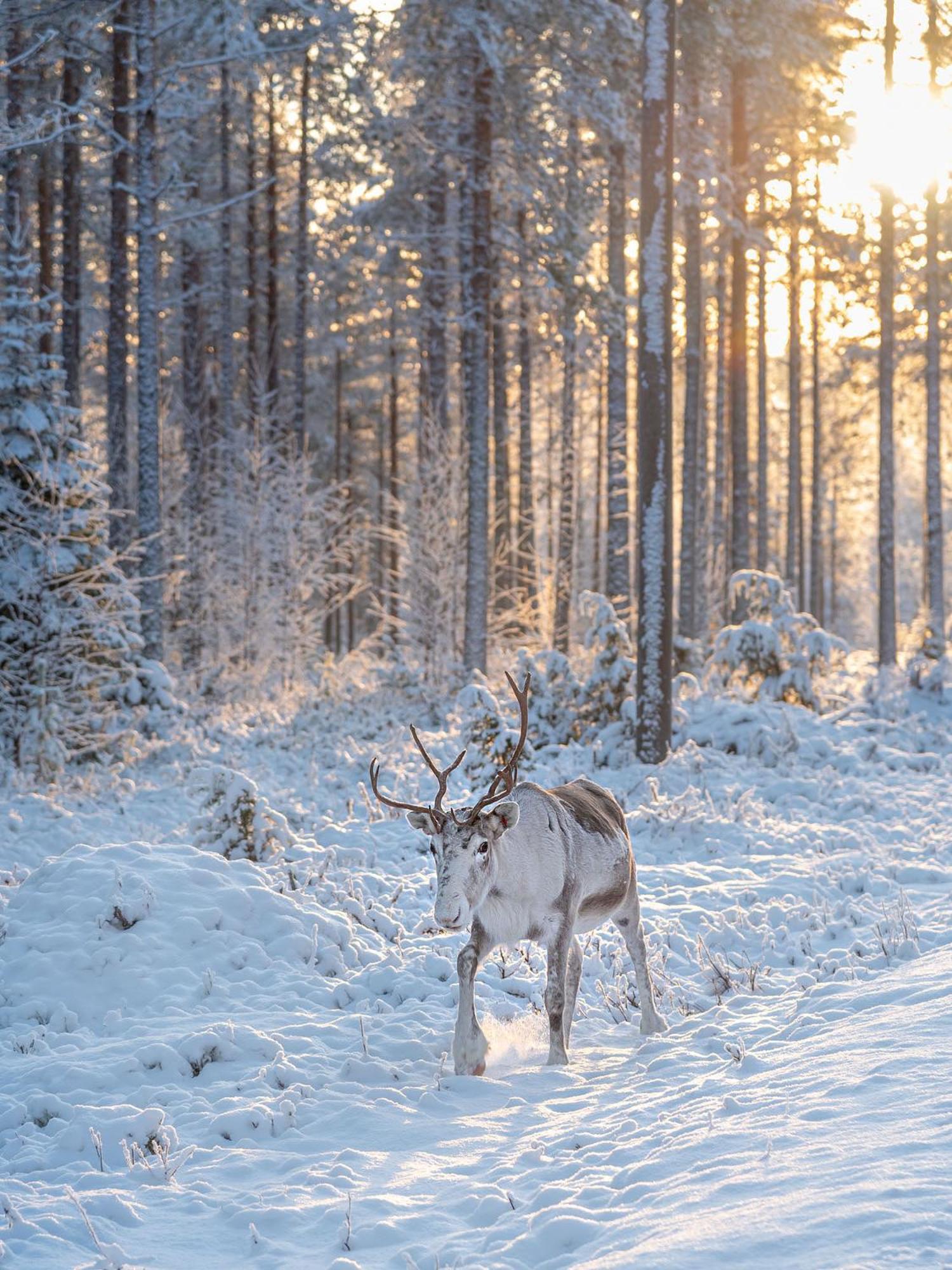 Готель Napapiirin Jaervilomat Luukonniemi Екстер'єр фото